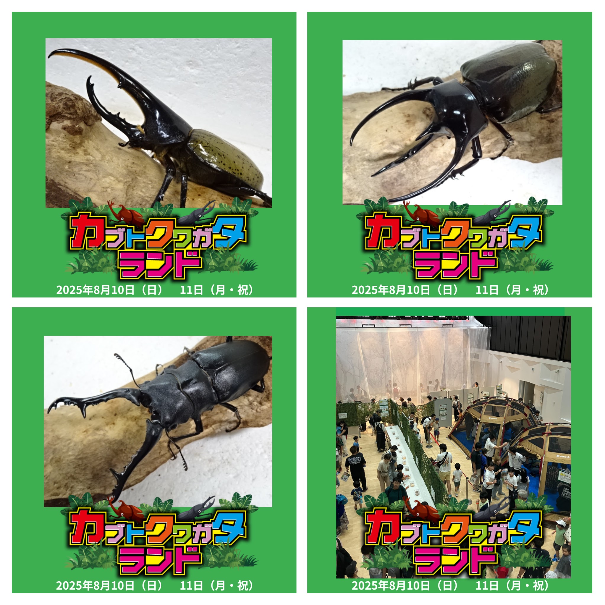 カブトクワガタランド2025 in西尾 | イベント情報 | にししん