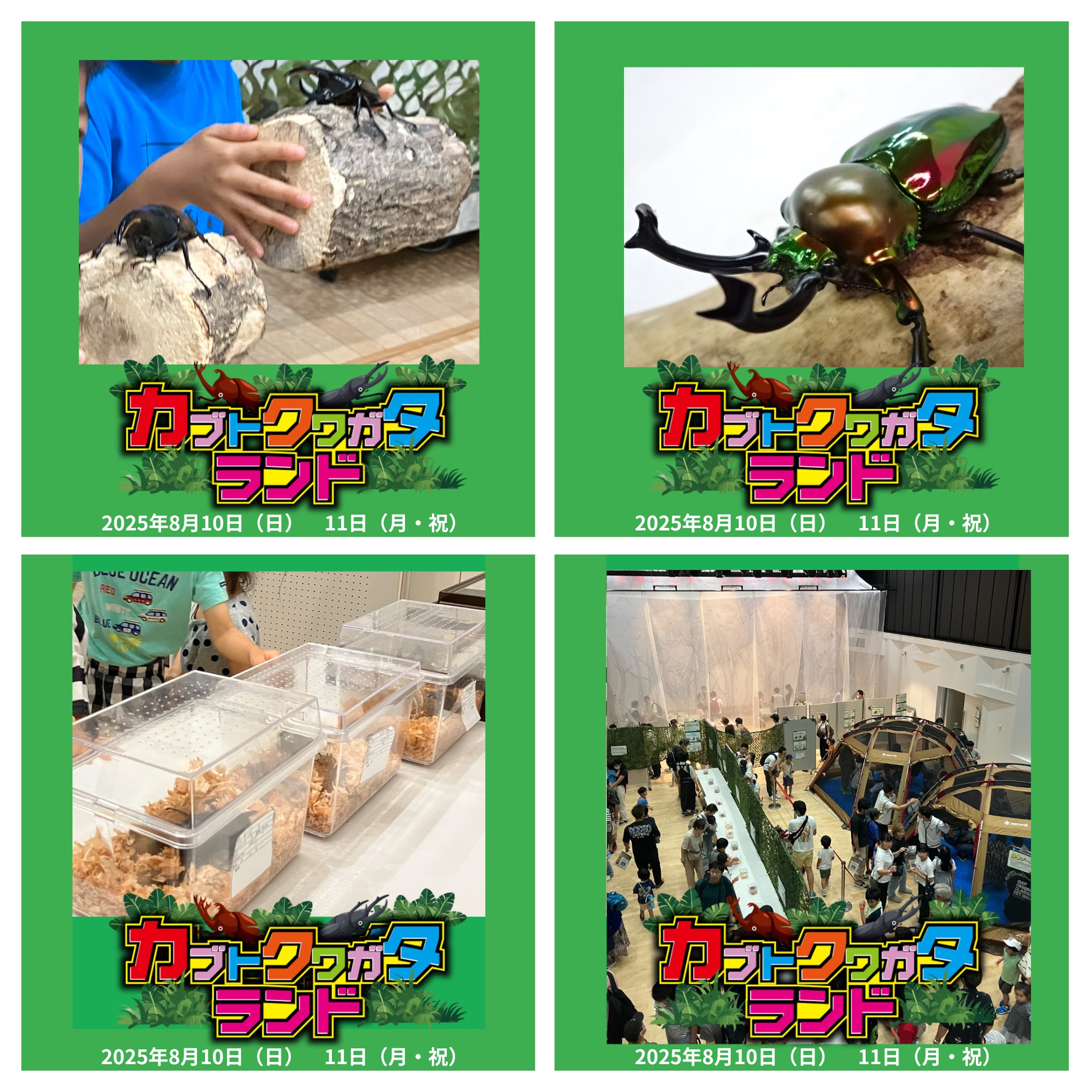 未使用　未開封　クワガタ&カブト　育成ゲーム 未使用 未開封 クワガタ&カブト 育成ゲーム - メルカリ